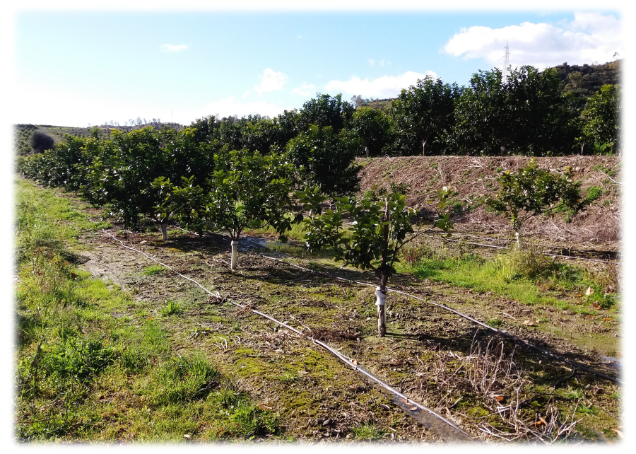 bergamot plantation