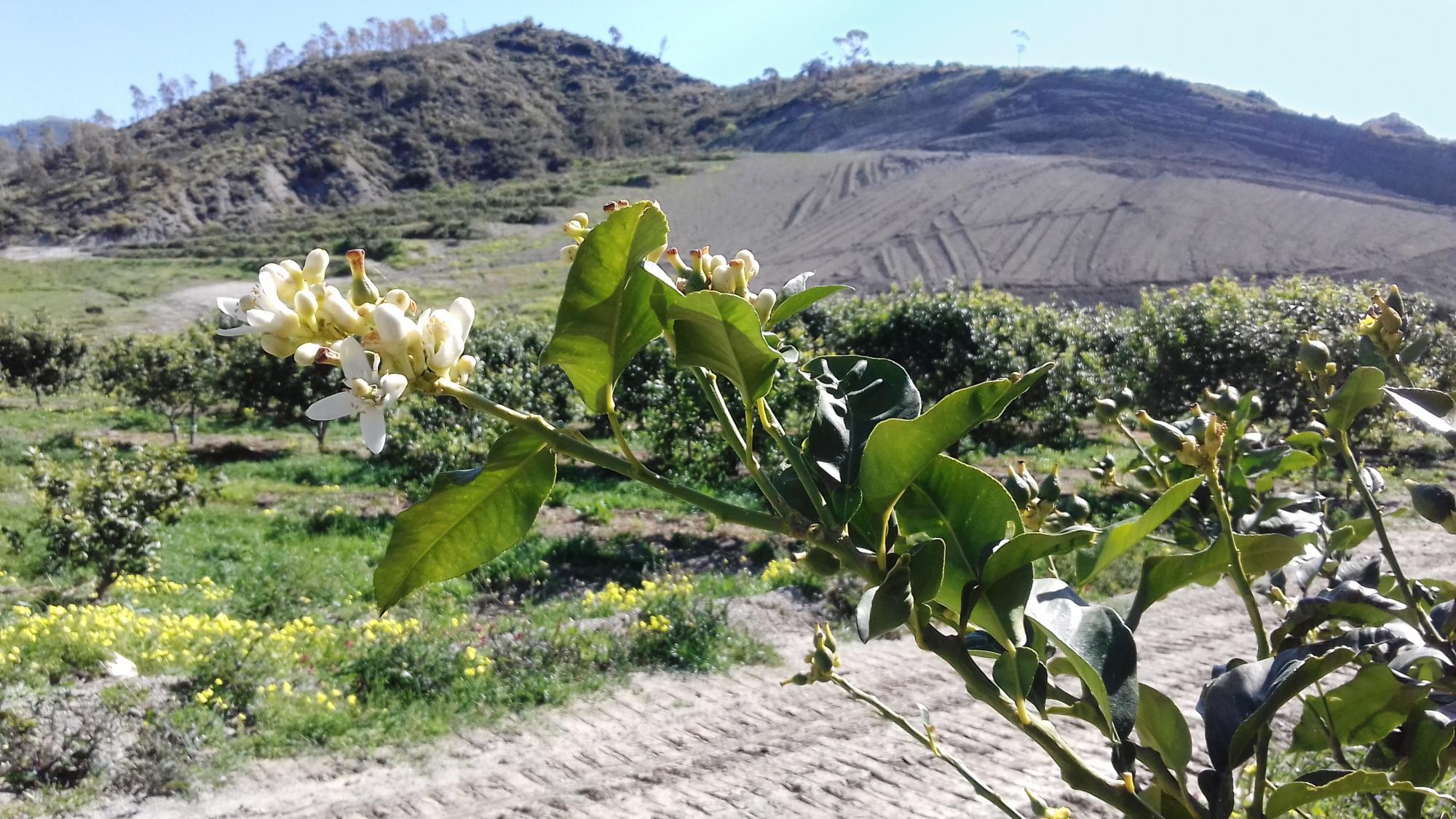 zagara, the bergamot flower