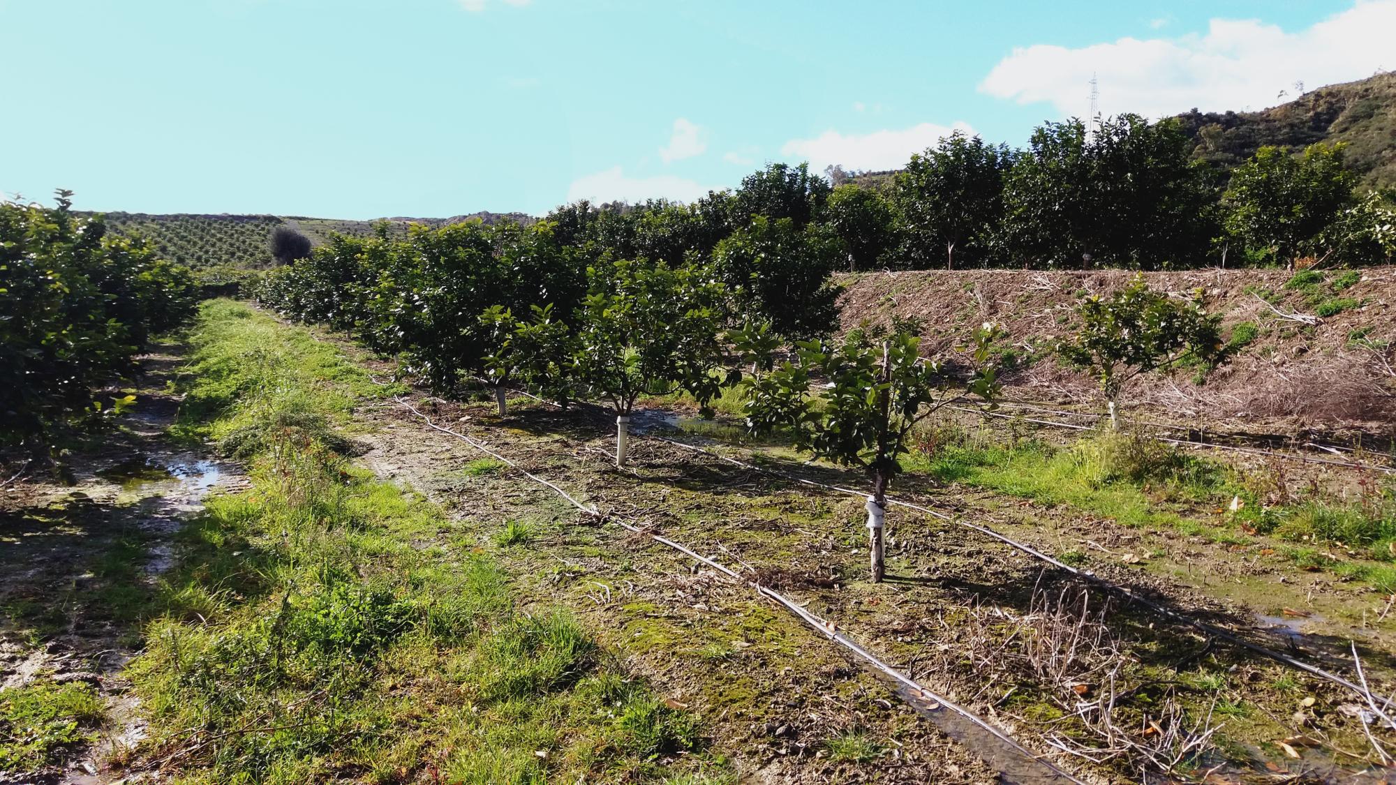 bergamot field